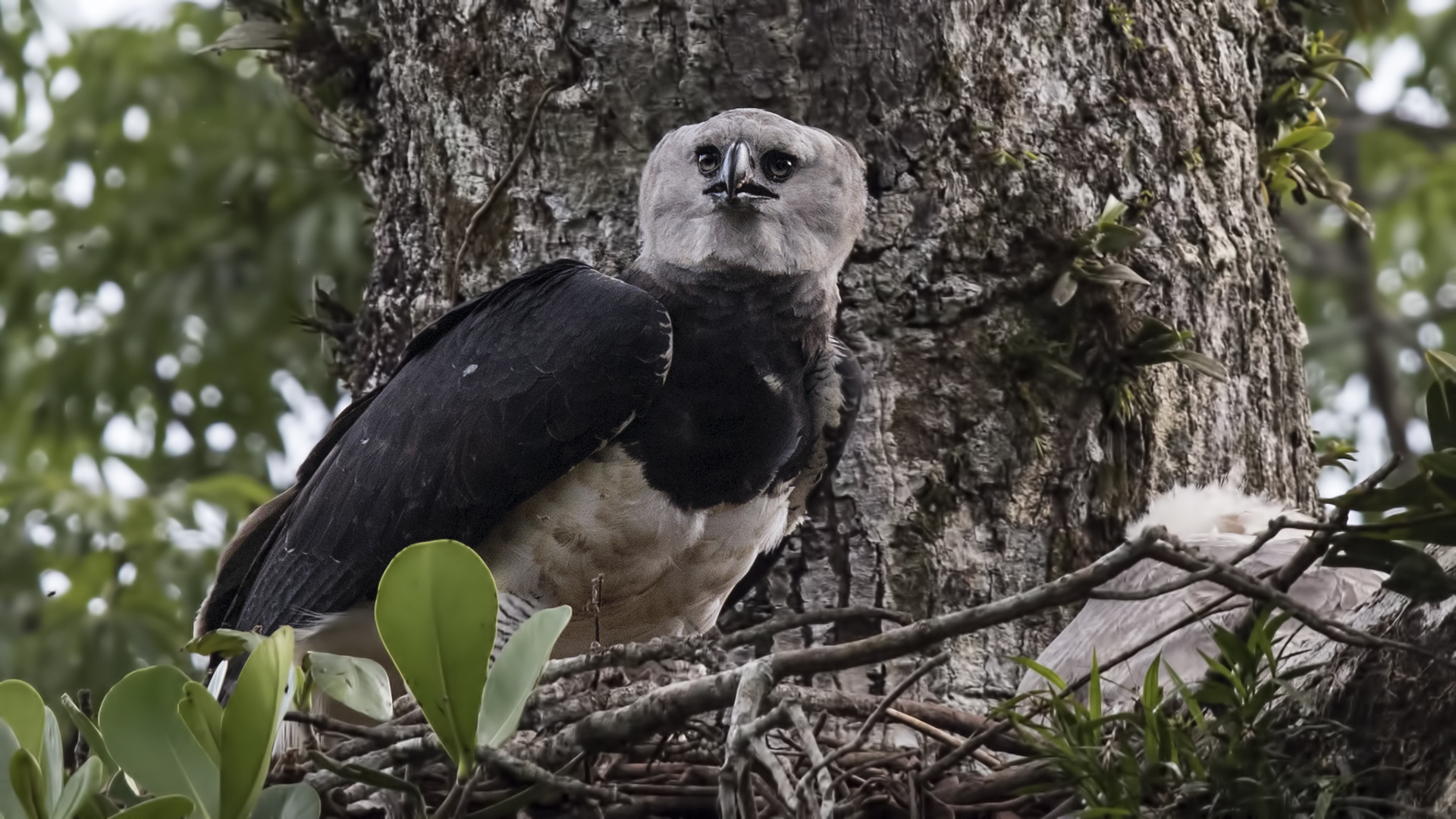 Harpy Eagle